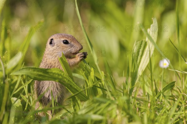 A young European ground squirrel (Spermophilus citellus) or European souslik stands in a meadow with tall green vegetation on a sunny day and eats from it