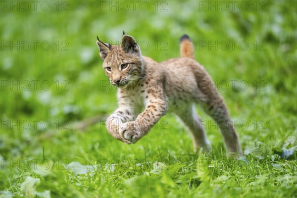 Eurasian lynx (Lynx lynx) youngster jumping in the air, running on a meadow, Bavaria, Germany, Europe
