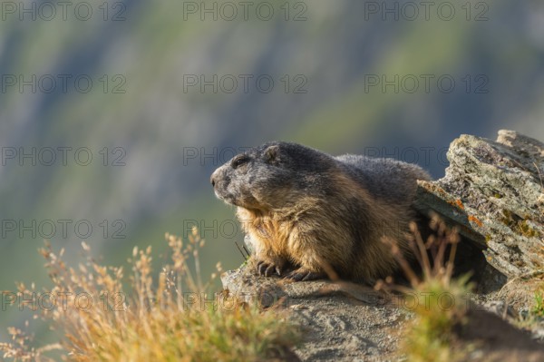Alpine marmot (Marmota marmota) in autumn, Grossglockner, High Tauern National Park, Austria, Europe