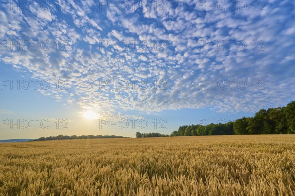 A grain field under a generously cloudy sky with low sun, summer, Höhefeld, Wertheim, Baden-Württemberg, Germany, Europe