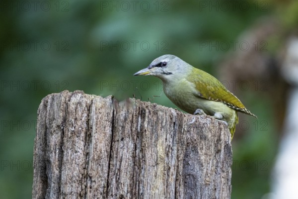 Grey-headed Woodpecker (Picus canus) wbl Germany