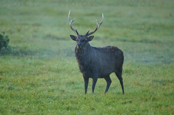 Sika deer (Cervus nippon), standing in a green meadow at dawn, surrounded by natural surroundings, Germany, Europe