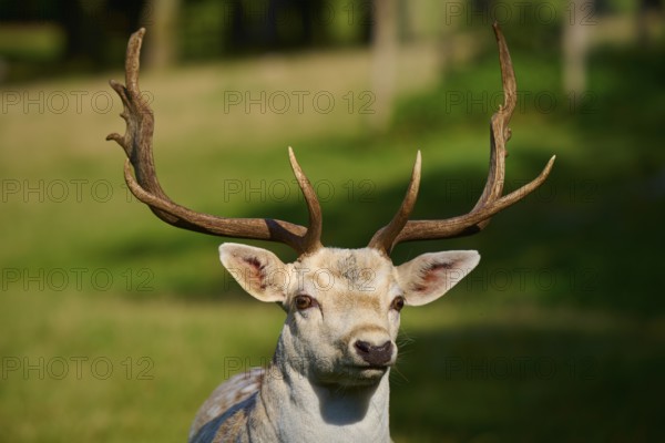 Albino fallow deer (Dama dama), white stag with impressive antlers in sunlight, seen on a green meadow, Germany, Europe