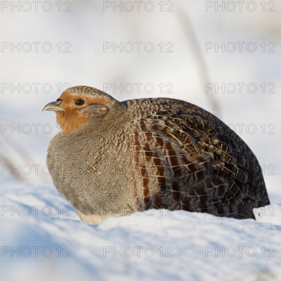 Grey partridge (Perdix perdix) sits fluffed up up in the freshly fallen snow in the sun, enjoying the warming rays of the sun, on a sunny winter morning, native wildlife, rare observation, endangered species due to habitat loss and predators, wildlife, Lower Rhine, North Rhine-Westphalia, Germany, Western Europe, Europe