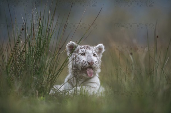 In the tall grass... Royal Bengal tiger (Panthera tigris), young animal looking around, panting with its tongue, animal cubs, cute look, funny picture