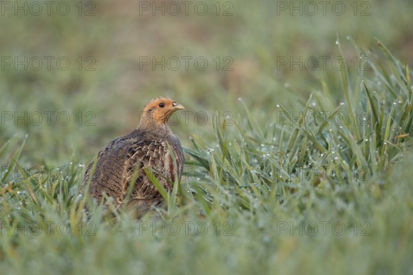 A rare observation... Grey partridge (Perdix perdix) sitting in a dewy field early in the morning, partridges are considered one of the most endangered species due to intensive agriculture and habitat destruction, Lower Rhine, North Rhine-Westphalia, Germany, Western Europe, Europe