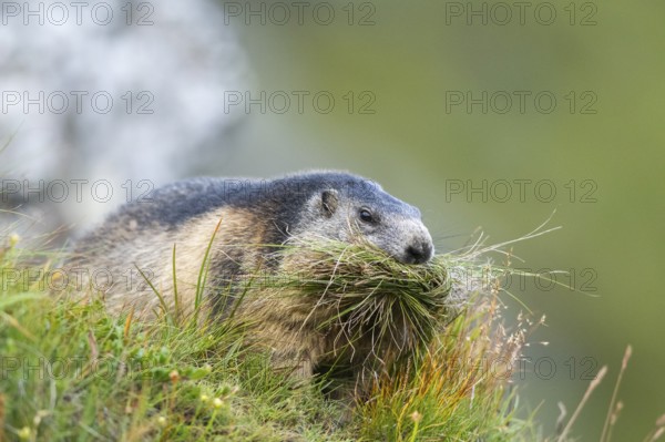 Alpine marmot (Marmota marmota) in autumn, Grossglockner, High Tauern National Park, Austria, Europe