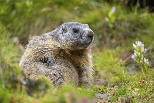 Alpine marmot (Marmota marmota) in autumn, Grossglockner, High Tauern National Park, Austria, Europe