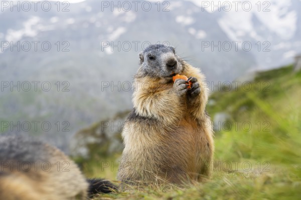 Alpine marmot (Marmota marmota) in autumn, Grossglockner, High Tauern National Park, Austria, Europe