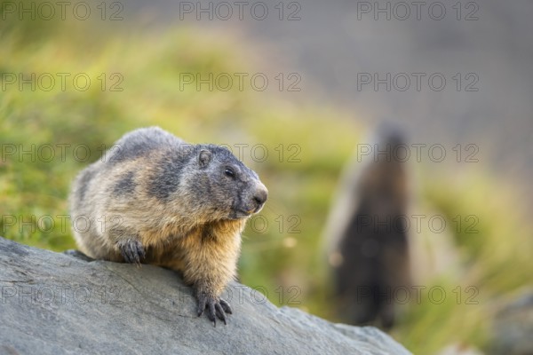 Alpine marmot (Marmota marmota) in autumn, Grossglockner, High Tauern National Park, Austria, Europe