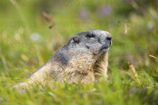 Alpine marmot (Marmota marmota) in autumn, Grossglockner, High Tauern National Park, Austria, Europe