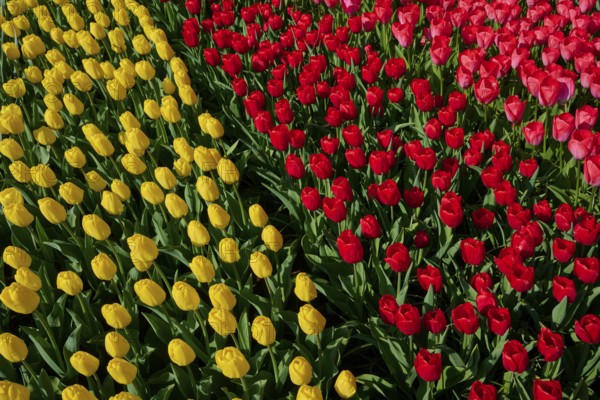 Close-up of yellow and red tulips in full bloom. The colours are vibrant and vivid, Keukenhof, Lisse, province of South Holland, Netherlands