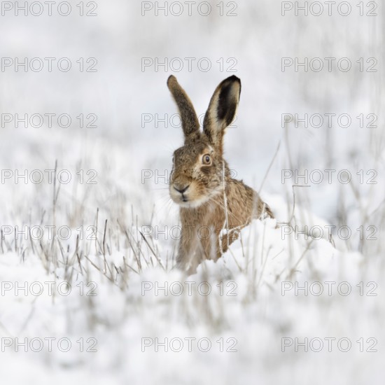 Hidden behind stalks... Brown hare (Lepus europaeus), hare sits in winter in a meadow in the snow, looks curiously curious, cautious, brown hares are expressive animals, funny picture, native nature in the Lower Rhine, Rhineland, North Rhine-Westphalia, Germany, Western Europe, Europe