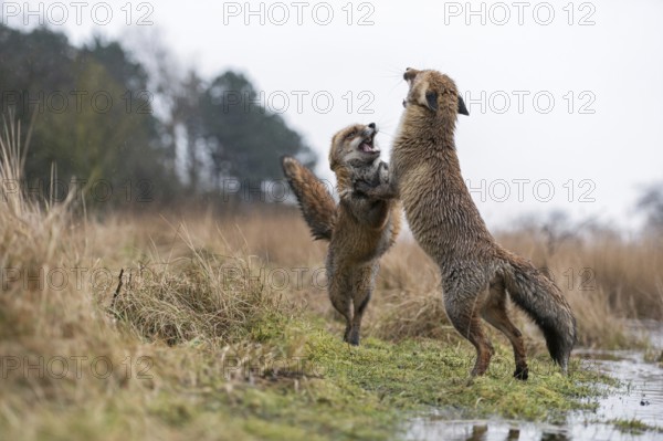 Dance of the foxes... Red fox (Vulpes vulpes), two red foxes stand opposite each other on their hind legs and threaten each other, threatening behaviour, typical behaviour of the fox in front of it comes to a bite, native nature, North Holland, Netherlands, Western Europe