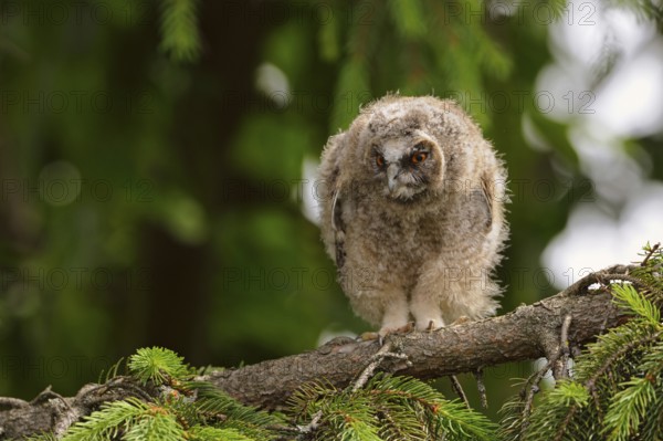 Little goblin... Long-eared owl (Asio otus), young, almost fledged owl, branchling in a tree, coniferous tree, looks down disgruntled, annoyed, funny look, expressive posture, Lower Rhine, North Rhine-Westphalia, Germany, Western Europe, Europe