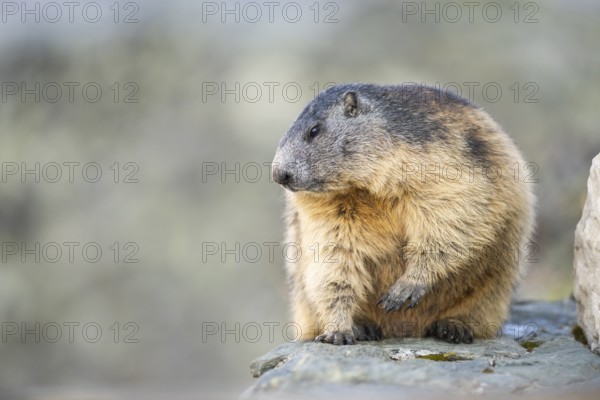 Alpine marmot (Marmota marmota) in autumn, Grossglockner, High Tauern National Park, Austria, Europe
