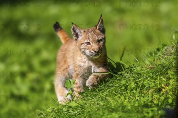 Eurasian lynx (Lynx lynx) youngster on a meadow, Bavaria, Germany, Europe