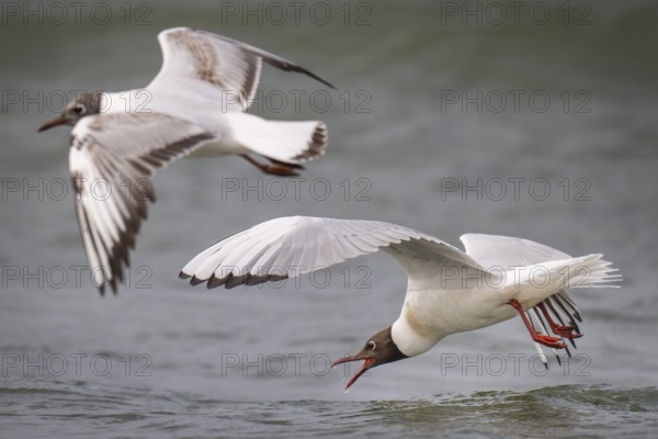 Black-headed gulls (Chroicocephalus ridibundus) in summer plumage, flying over the surf, looking for small fish, near Hvide Sande, Ringkøbing Fjord, North Sea, Denmark, Europe