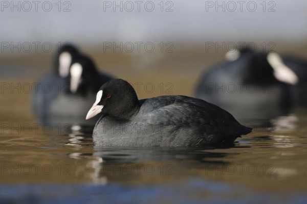 Coots (Fulica atra), water bird frequently observed on almost all bodies of water, small flock, group, congregation, swimming in marvellous, clear light on a body of water, common, widespread water bird, distinctive is the white forehead plate, eponymous pallor, Lower Rhine, Rhine district of Neuss, North Rhine-Westphalia, Germany, Western Europe, Europe