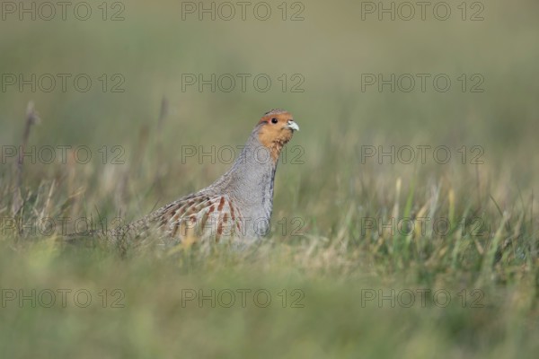 Always on the lookout... Grey partridge (Perdix perdix) walks cautiously and vigilantly through a natural meadow with its head held high, grey partridges have many predators, but habitat destruction is their biggest problem, Lower Rhine, North Rhine-Westphalia, Germany, Western Europe, Europe