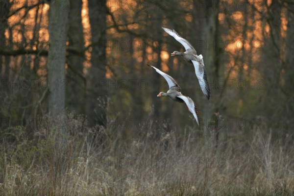 After sunset... Greylag geese (Anser anser), wild geese flying to their roosts in the reeds, pair, couple, two flying wild geese in front of a beautiful, natural backdrop, wildlife, Lower Rhine, Rhineland, North Rhine-Westphalia, Germany, Western Europe, Europe