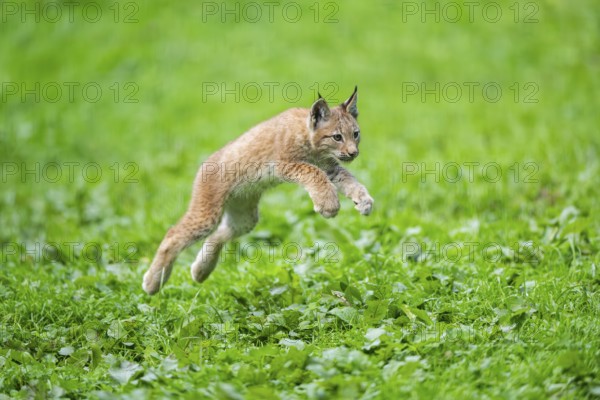 Eurasian lynx (Lynx lynx) youngster jumping in the air on a meadow, Bavaria, Germany, Europe