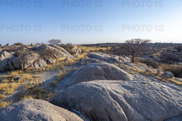 Round rocks and baobabs (Adansonia digitata) on Kubu Island with a view over the salt pan in the evening light, Kubu Island (Lekubu), Sowa Pan, Makgadikgadi Salt Pans, Botswana, Africa