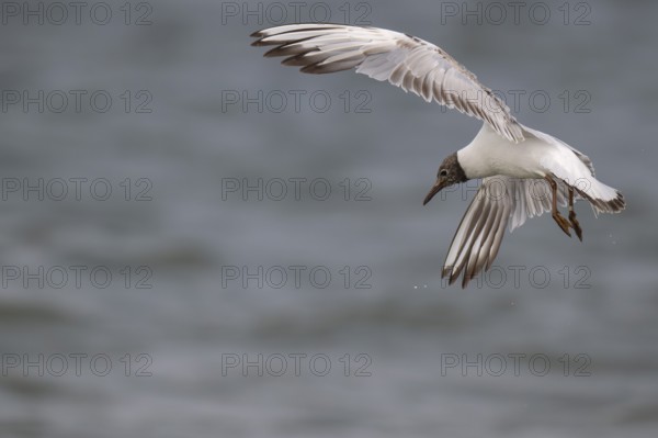 One-year-old Black-headed Black-headed Gull (Chroicocephalus ridibundus) in summer plumage, in flight above the sea surface, looking for small fish, near Hvide Sande, Ringkøbing Fjord, North Sea, Denmark, Europe