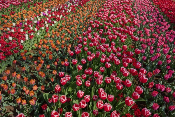 Colourful tulip field with red and orange flowers and scattered white tulips, in rows, Keukenhof, Lisse, province of South Holland, Netherlands