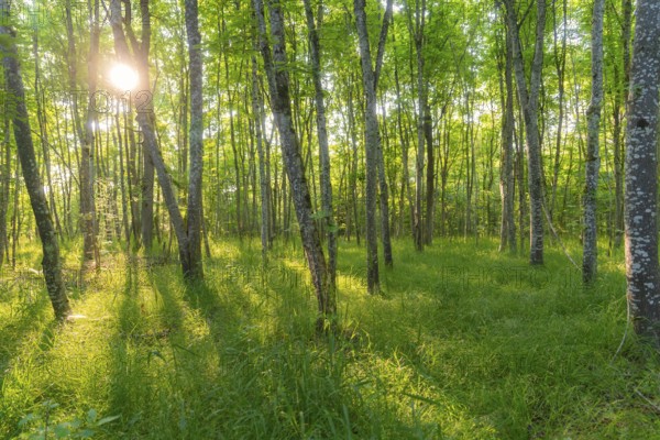Birch forest scene with sunbeams shining through green foliage, Gechingen, Black Forest, Germany, Europe