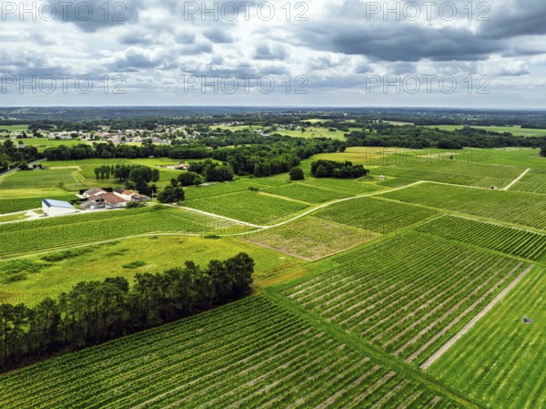 Vineyards and grape fields around Bordeaux from a drone, Saint-Mariens, Gironde, Nouvelle-Aquitaine, France, Europe