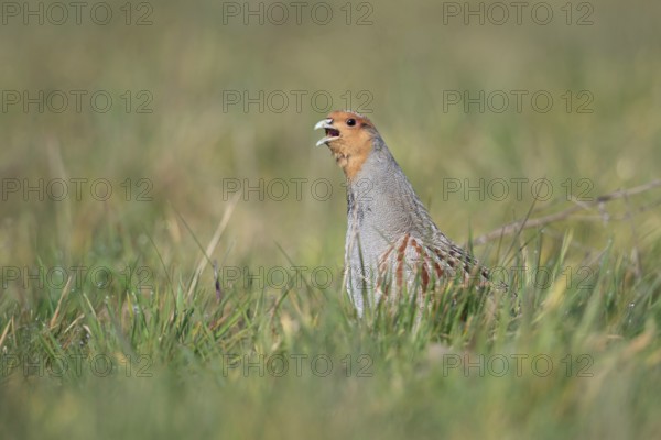 The mating call... Grey partridge (Perdix perdix), partridge in a natural meadow calls during the mating season in early spring, February, March, Lower Rhine, North Rhine-Westphalia, Germany, Western Europe, Europe