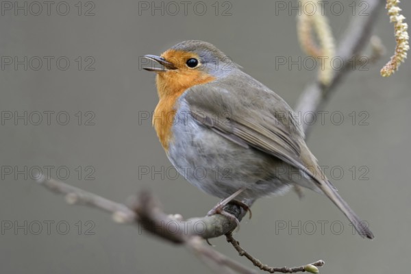Spring is coming... European robin (Erithacus rubecula), well-known, ubiquitous songbird, persistent, hard-working and powerful-voiced little singer, Lower Rhine, Rhine district of Neuss, North Rhine-Westphalia, Germany, Western Europe, Europe