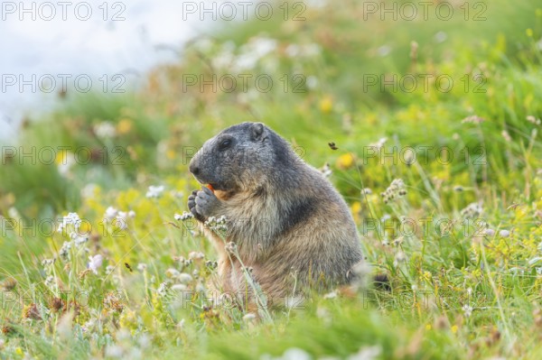 Alpine marmot (Marmota marmota) in autumn, Grossglockner, High Tauern National Park, Austria, Europe