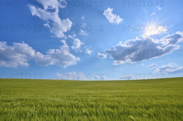 Green grain field under bright sun and cloudy sky, summer, Thüngen, Main Spessart district, Bavaria, Germany, Europe