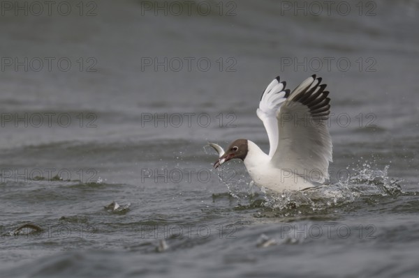 Black-headed gull (Chroicocephalus ridibundus) in summer plumage, swimming with a small fish in its beak, near Hvide Sande, Ringkøbing Fjord, North Sea, Denmark, Europe