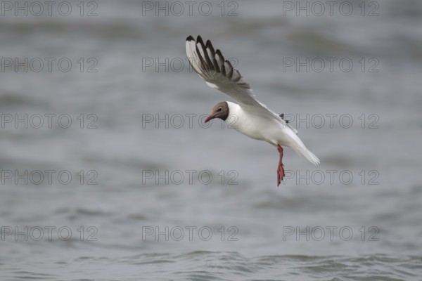 Black-headed gull (Chroicocephalus ridibundus) in summer plumage, in flight above the sea surface looking for small fish, near Hvide Sande, Ringkøbing Fjord, North Sea, Denmark, Europe