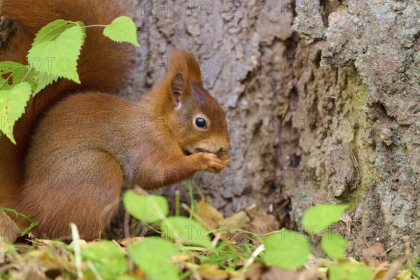 Eurasian squirrel (Sciurus vulgaris), sitting in the grass and nibbling on a nut, surrounded by autumn vegetation, Germany, Europe