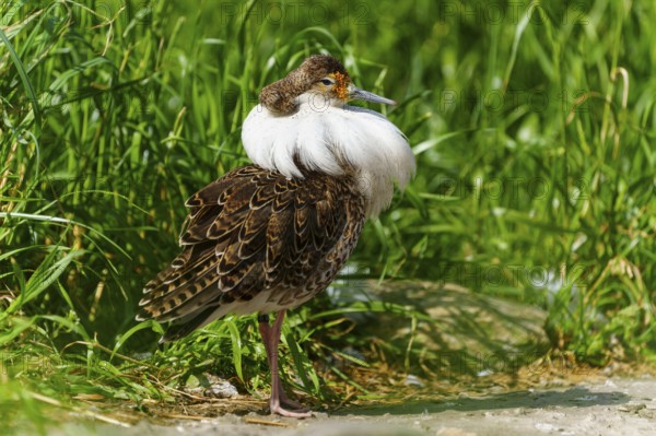 A bird with colourful plumage stands in a meadow in the sunlight, Ruff (Calidris pugnax, Syn.: Philomachus pugnax), France, Europe