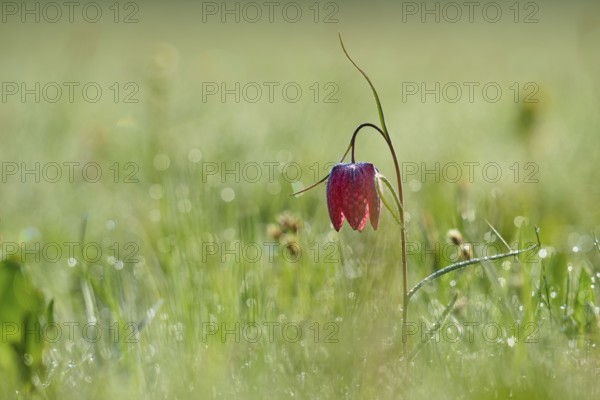 Snake's Head Fritillary or lapwing (Fritillaria meleagris), flower protruding from a green, dewy meadow, spring, Jossa, Sinntal, Spessart, Hesse, Germany, Europe