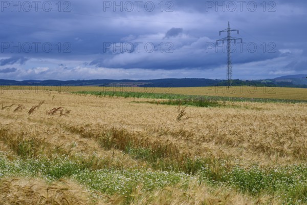 Crop field under a cloudy sky with dominating overhead power lines, summer, Germerode, Geo nature park Park Frau-Holle-Land, Hoher Meissner, Hesse, Germany, Europe
