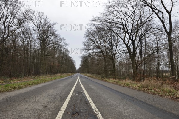 Where does the road lead... View over the already closed old L276 road in Hambach Forest. The forest and the old road have become symbols of resistance against the expansion of lignite mining and the fight against advancing climate change. Large parts of Hambach Forest were cleared to make way for RWE's open-cast mine. Climate activists lived in tree houses in the forest for years to protest. Düren district, North Rhine-Westphalia, Germany, Western Europe, Europe
