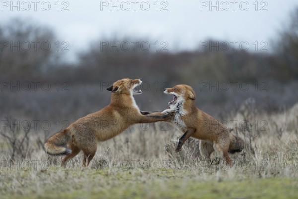 This far and no further... Red fox (Vulpes vulpes), two red foxes fighting, a fox is normally a loner, when two foxes meet, they often fight, first they threaten each other with wide open fangs, if no one gives in, it comes to a fight, native nature, North Holland, Netherlands, Western Europe
