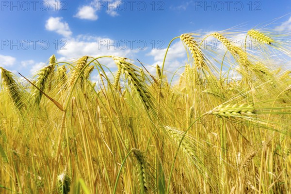 Grain field, in front of harvest, barley, near Bottrop-Kirchhellen, North Rhine-Westphalia, Germany, Europe