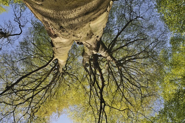 View into the crown of a beech tree... European beech (Fagus sylvatica), ancient tree crown with first fresh green leaves, spring awakening, Lower Rhine, North Rhine-Westphalia, Germany, Western Europe, Europe