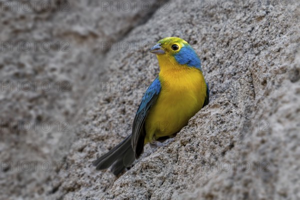 Orange-breasted bunting (Passerina leclancherii) adult male, tropical passerine endemic to Mexico