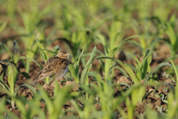 In young maize... Skylark (Alauda arvensis), well-known native songbird, typical character bird of open fields, ground-nesting bird, suffers from the large-scale monocultures of intensive agriculture, highly endangered field and meadow breeder, sits elevated on a crumb of earth, looks around, native nature, Meerbusch, Lower Rhine, North Rhine-Westphalia, Germany, Western Europe, Europe