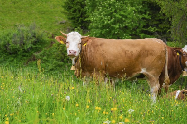 Brown cow on a flowering meadow in a natural landscape, Alpe di Siusi, South Tyrol, Dolomites, Italy, Europe
