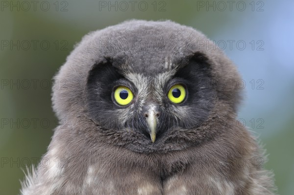 Great Horned Owl (Aegolius funereus), young bird, animal portrait, North Rhine-Westphalia, Germany, Europe