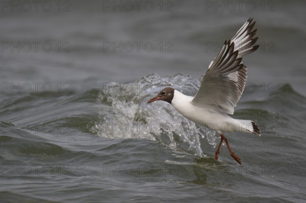 Black-headed gull (Chroicocephalus ridibundus) in summer plumage, flying above the sea surface, looking for small fish, near Hvide Sande, Ringkøbing Fjord, North Sea, Denmark, Europe